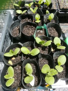 5月20日発芽