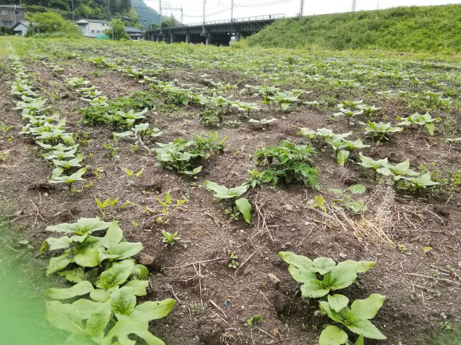 宇陀にひまわり農園登場か！