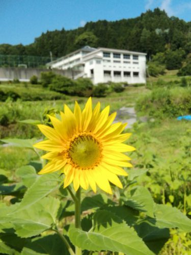 ヒマワリ開花しました！！