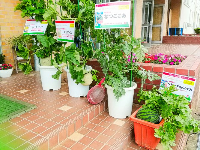 夏休み前に室生小学校の菜園で草刈りと追肥を行いました