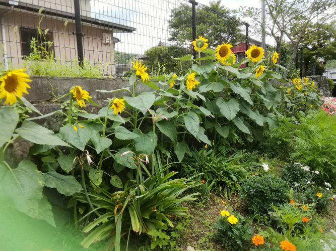 室生小学校２年生が、学校菜園でひまわりを栽培しました。